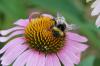Bombus sp.